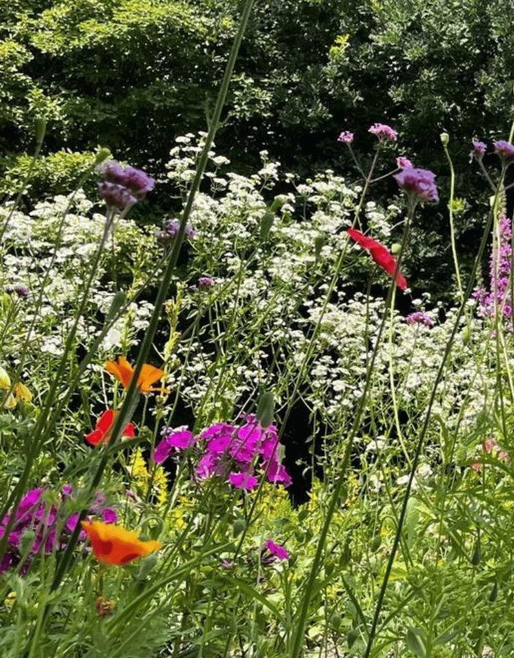 Bloemen in bloei tussen hoog gras, symbool voor familiedynamiek en natuurlijke groei