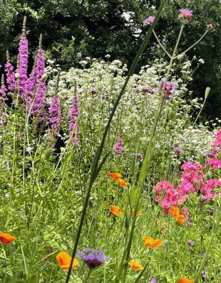 Gestructureerd veld met bloemen en achtergrond van bomen onder een open lucht