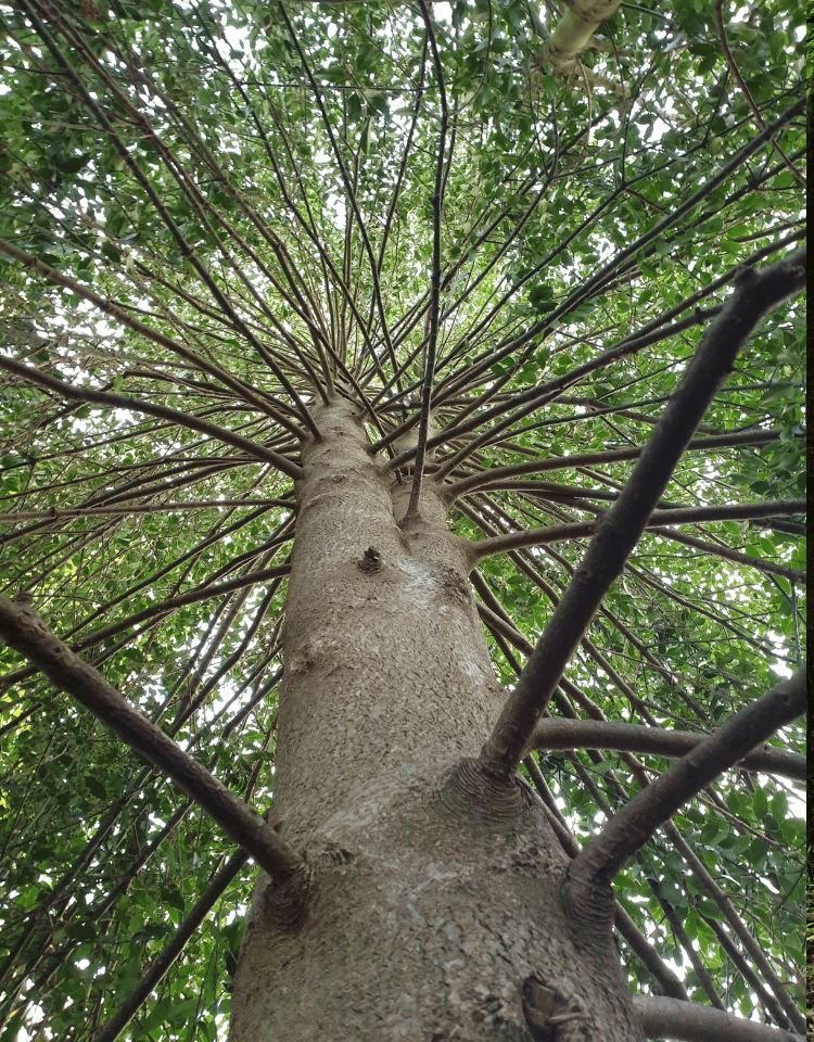 Organisatieopstellingen en systemisch advies