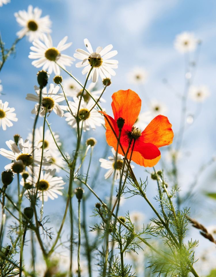 Veld bloemen (organisatieopstellingen) Veld bloemen (organisatieopstellingen)